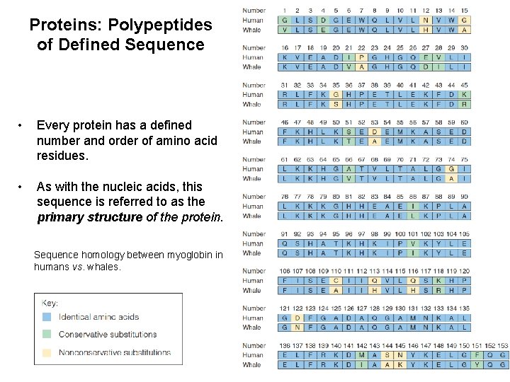 Proteins: Polypeptides of Defined Sequence • Every protein has a defined number and order