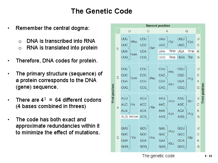 The Genetic Code • Remember the central dogma: o DNA is transcribed into RNA