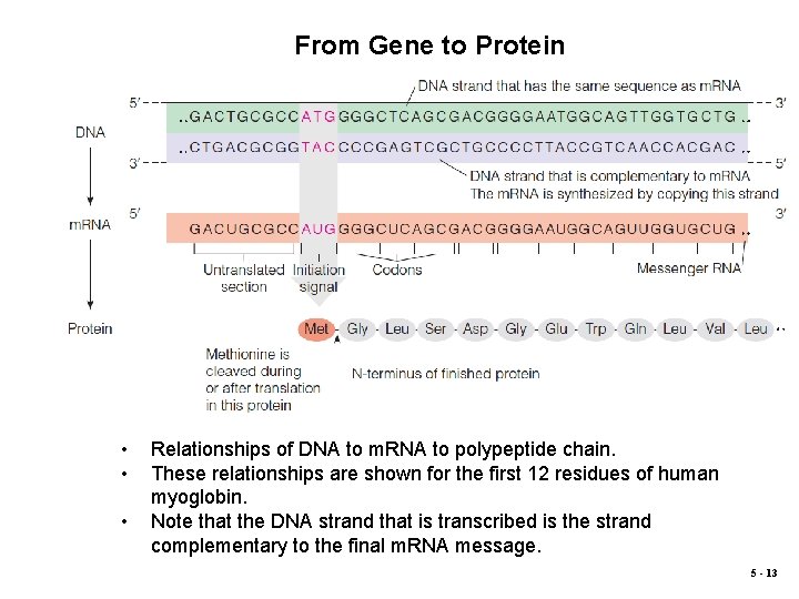 From Gene to Protein • • • Relationships of DNA to m. RNA to
