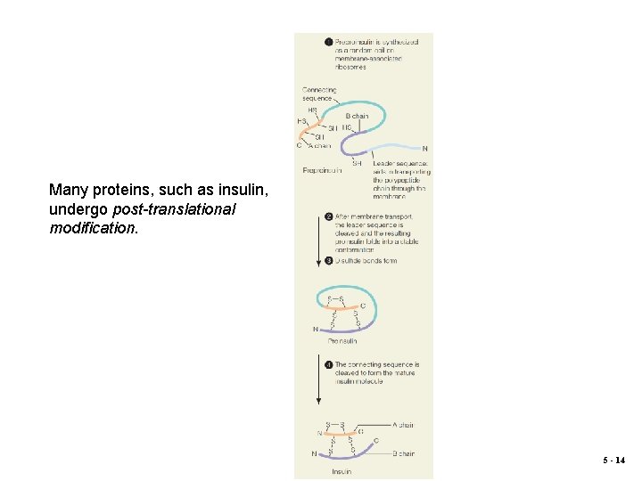 Many proteins, such as insulin, undergo post-translational modification. 5 - 14 