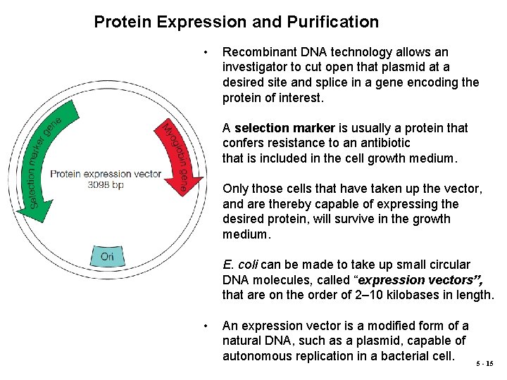 Protein Expression and Purification • Recombinant DNA technology allows an investigator to cut open