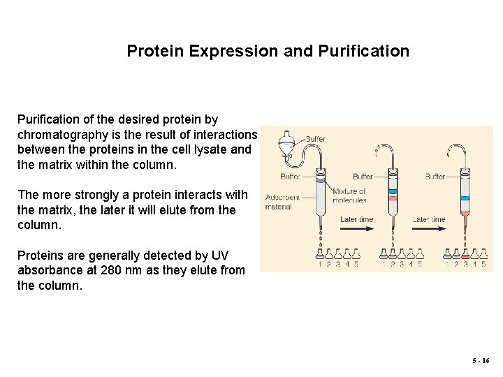 Protein Expression and Purification of the desired protein by chromatography is the result of