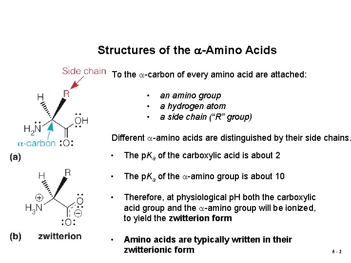 Structures of the a-Amino Acids To the a-carbon of every amino acid are attached: