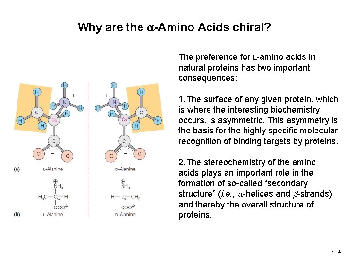 Why are the a-Amino Acids chiral? The preference for L-amino acids in natural proteins
