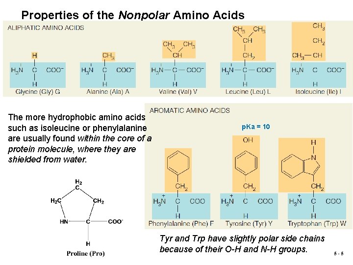 Properties of the Nonpolar Amino Acids The more hydrophobic amino acids such as isoleucine
