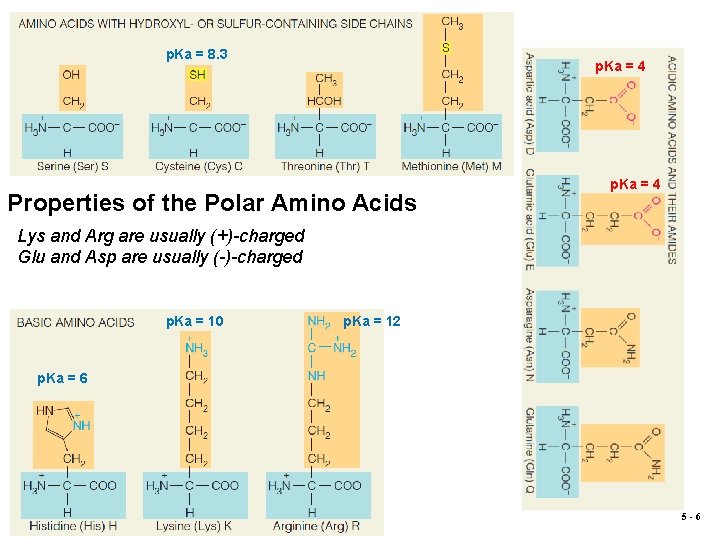 p. Ka = 8. 3 p. Ka = 4 Properties of the Polar Amino