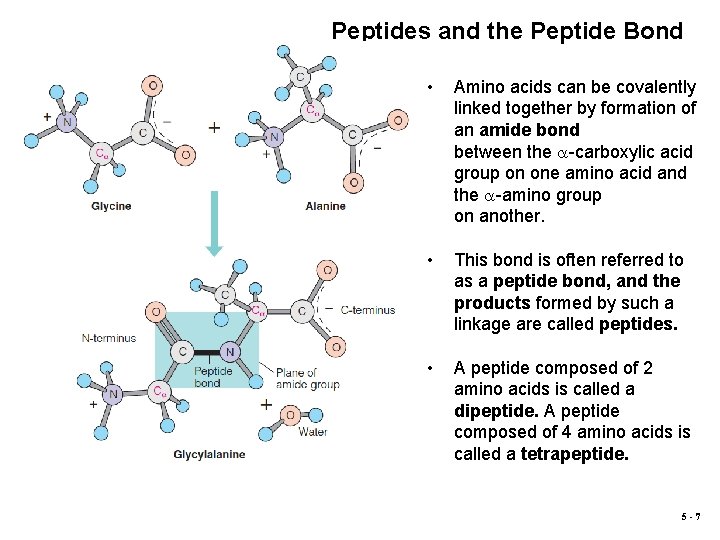 Peptides and the Peptide Bond • Amino acids can be covalently linked together by