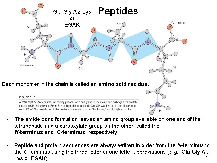 Glu-Gly-Ala-Lys or EGAK Peptides Each monomer in the chain is called an amino acid