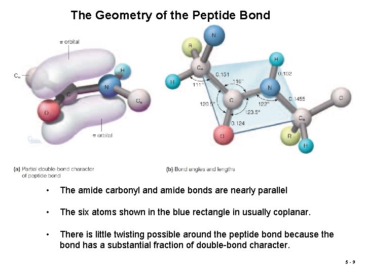 The Geometry of the Peptide Bond • The amide carbonyl and amide bonds are