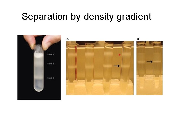Separation by density gradient 