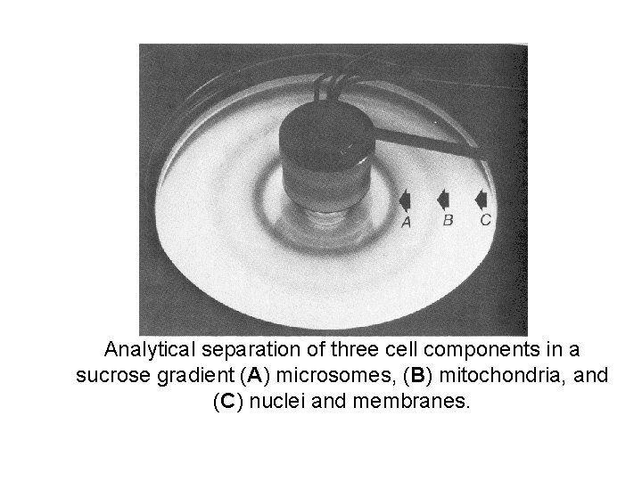Analytical separation of three cell components in a sucrose gradient (A) microsomes, (B) mitochondria,