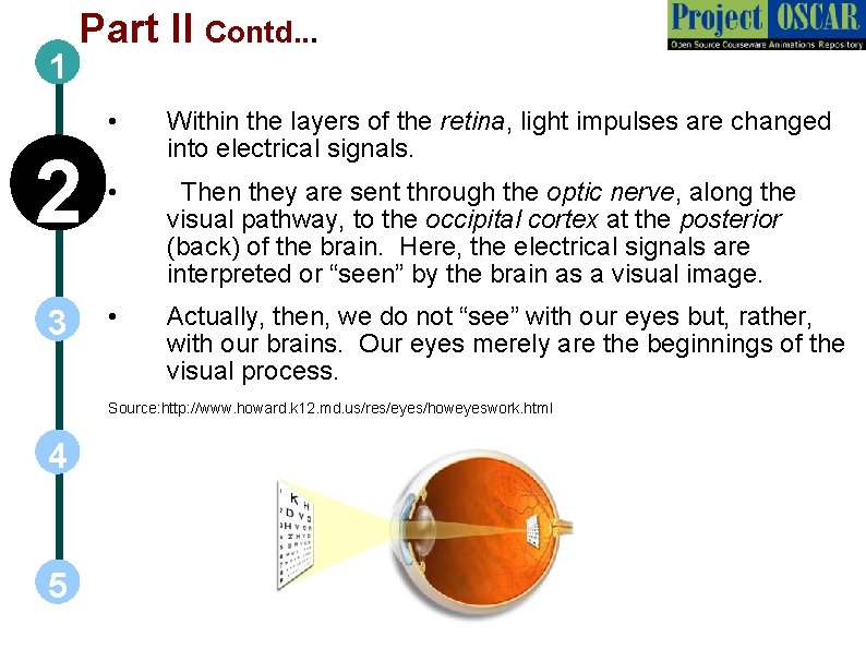 1 Part II Contd. . . • 2 Within the layers of the retina,