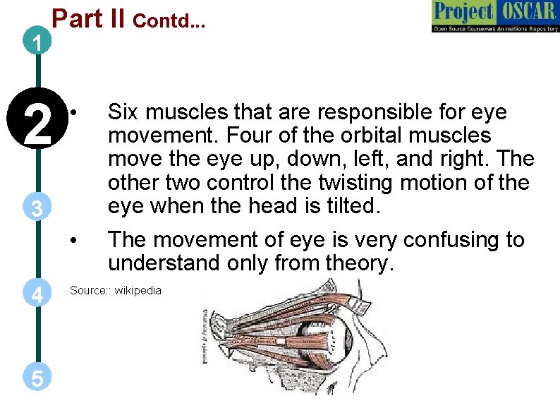 1 Part II Contd. . . 2 • 3 • 4 5 Six muscles