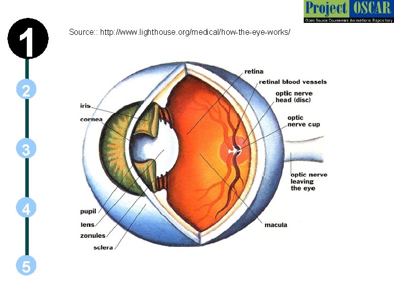 1 2 3 4 5 • Source: : http: //www. lighthouse. org/medical/how-the-eye-works/ 