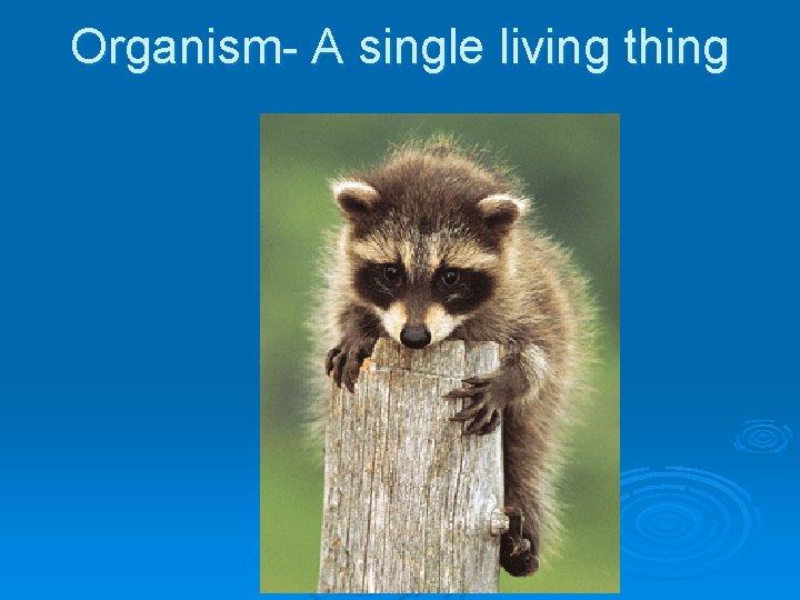 Organism- A single living thing 