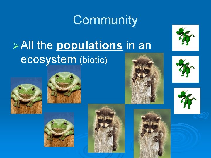Community Ø All the populations in an ecosystem (biotic) 