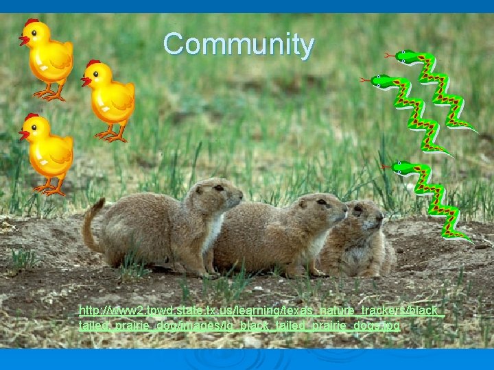 Community http: //www 2. tpwd. state. tx. us/learning/texas_nature_trackers/black_ tailed_prairie_dog/images/lg_black_tailed_prairie_dogs. jpg 