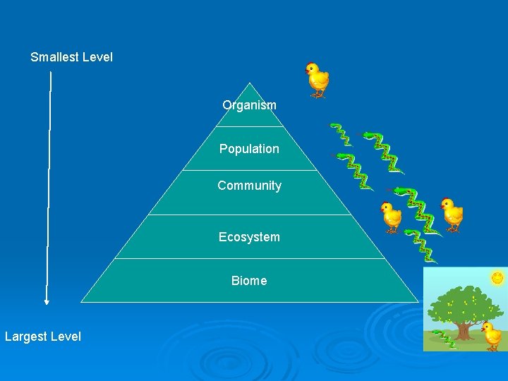 Smallest Level Organism Population Community Ecosystem Biome Largest Level 