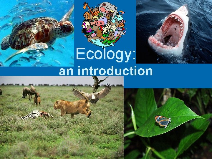 Ecology: an introduction 