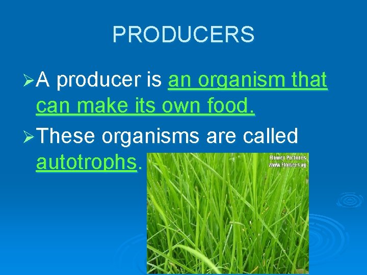 PRODUCERS ØA producer is an organism that can make its own food. ØThese organisms