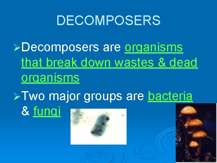 DECOMPOSERS ØDecomposers are organisms that break down wastes & dead organisms ØTwo major groups