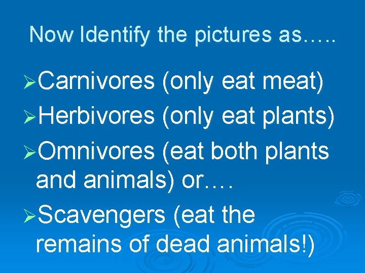 Now Identify the pictures as…. . ØCarnivores (only eat meat) ØHerbivores (only eat plants)