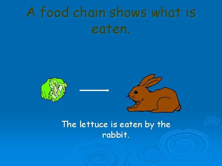 A food chain shows what is eaten. The lettuce is eaten by the rabbit.