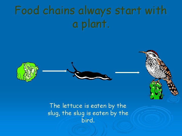 Food chains always start with a plant. The lettuce is eaten by the slug,