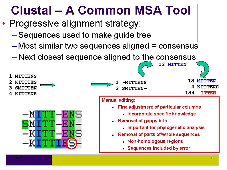 Clustal – A Common MSA Tool • Progressive alignment strategy: – Sequences used to