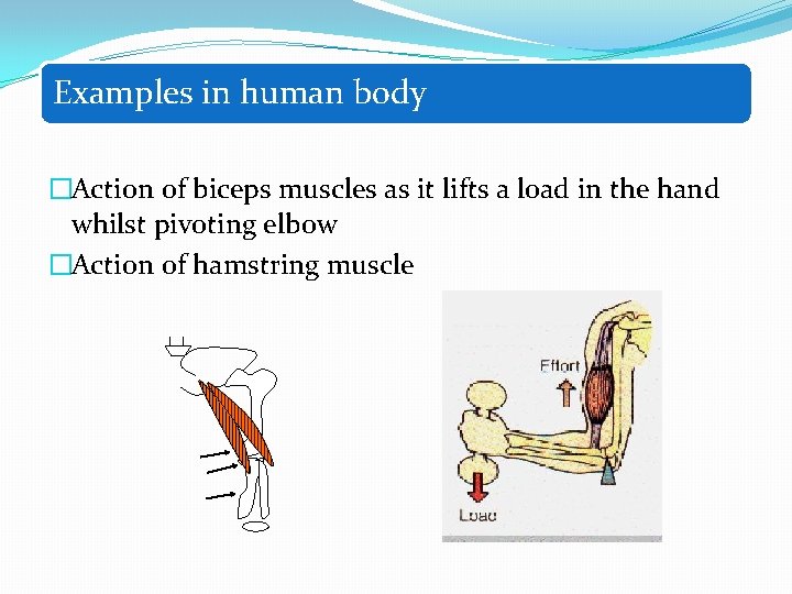 Examples in human body �Action of biceps muscles as it lifts a load in