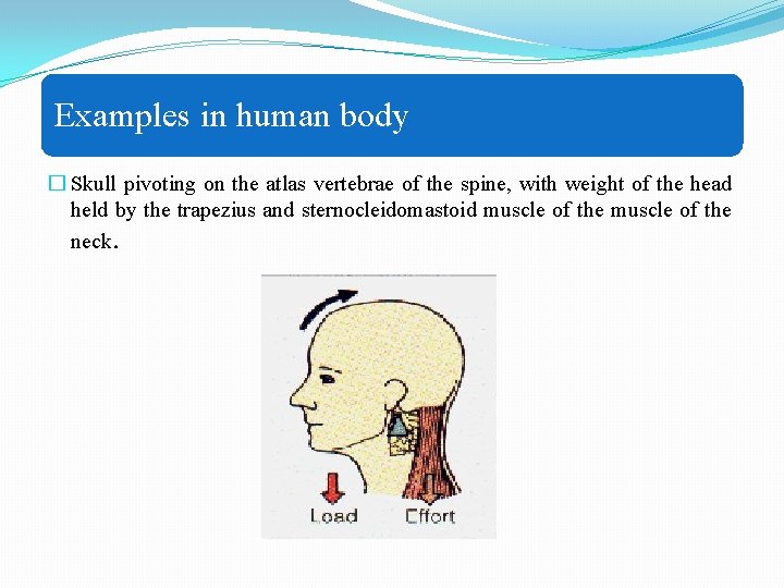 Examples in human body � Skull pivoting on the atlas vertebrae of the spine,