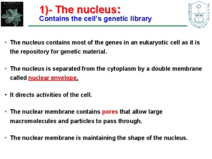 1)- The nucleus: Contains the cell’s genetic library • The nucleus contains most of