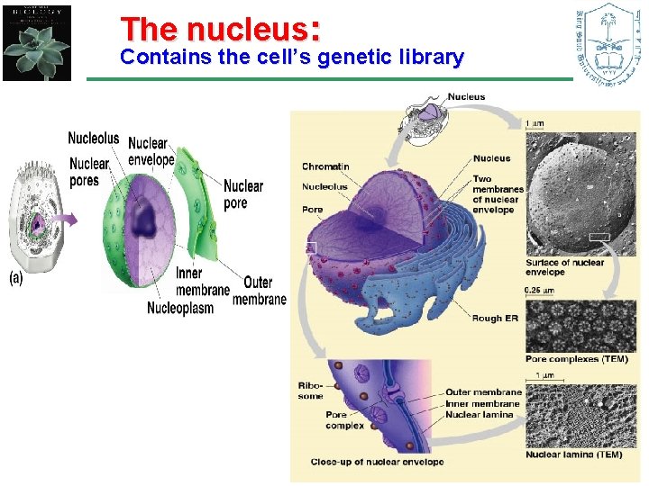The nucleus: Contains the cell’s genetic library 13 
