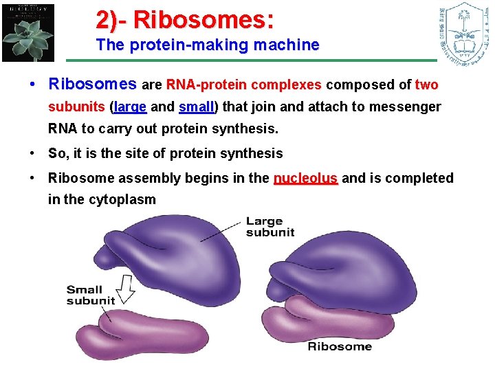 2)- Ribosomes: The protein-making machine • Ribosomes are RNA-protein complexes composed of two subunits