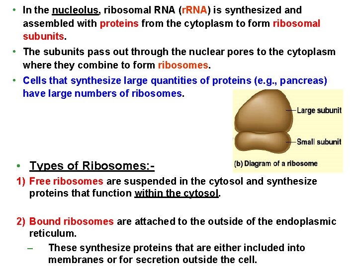  • In the nucleolus, ribosomal RNA (r. RNA) is synthesized and assembled with