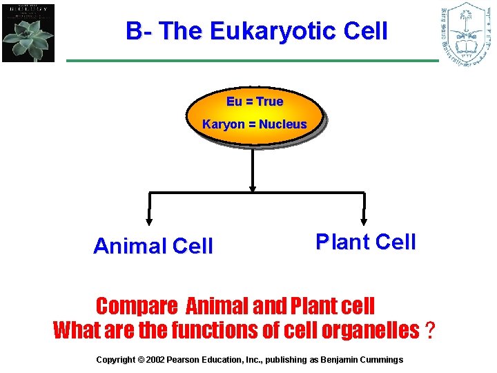 B- The Eukaryotic Cell Eu = True Karyon = Nucleus Animal Cell Plant Cell