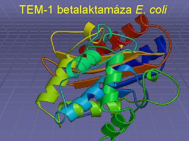 TEM-1 betalaktamáza E. coli 