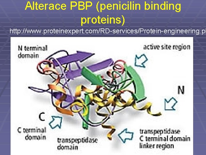 Alterace PBP (penicilin binding proteins) http: //www. proteinexpert. com/RD-services/Protein-engineering. ph 