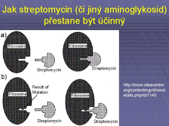 Jak streptomycin (či jiný aminoglykosid) přestane být účinný http: //www. ideacenter. org/contentmgr/showd etails. php/id/1145
