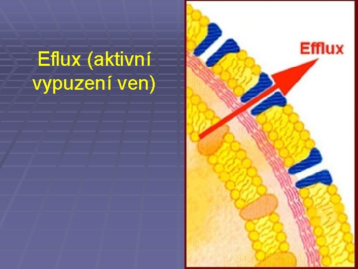 Eflux (aktivní vypuzení ven) 