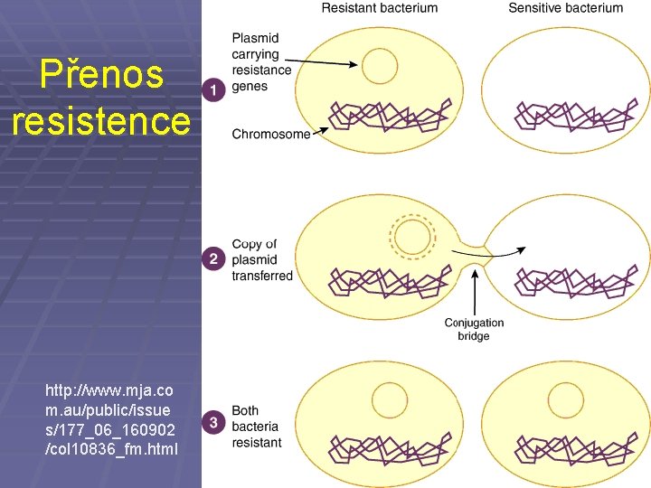 Přenos resistence http: //www. mja. co m. au/public/issue s/177_06_160902 /col 10836_fm. html 