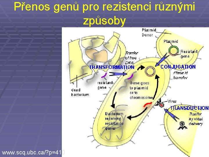 Přenos genů pro rezistenci různými způsoby www. scq. ubc. ca/? p=410 