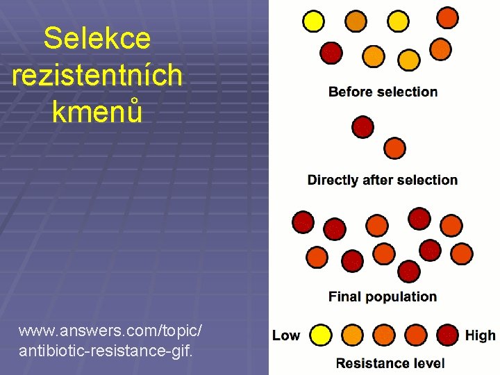 Selekce rezistentních kmenů www. answers. com/topic/ antibiotic-resistance-gif. 