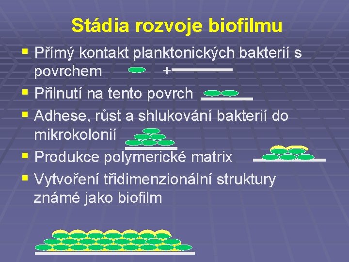 Stádia rozvoje biofilmu § Přímý kontakt planktonických bakterií s povrchem + § Přilnutí na