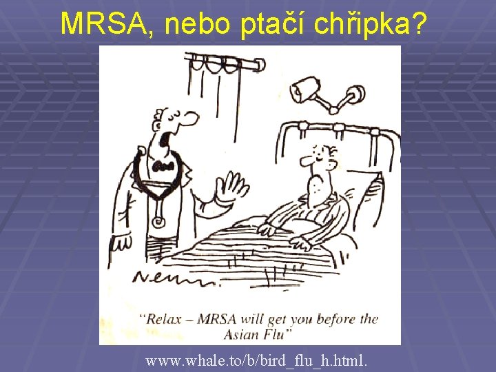 MRSA, nebo ptačí chřipka? www. whale. to/b/bird_flu_h. html. 