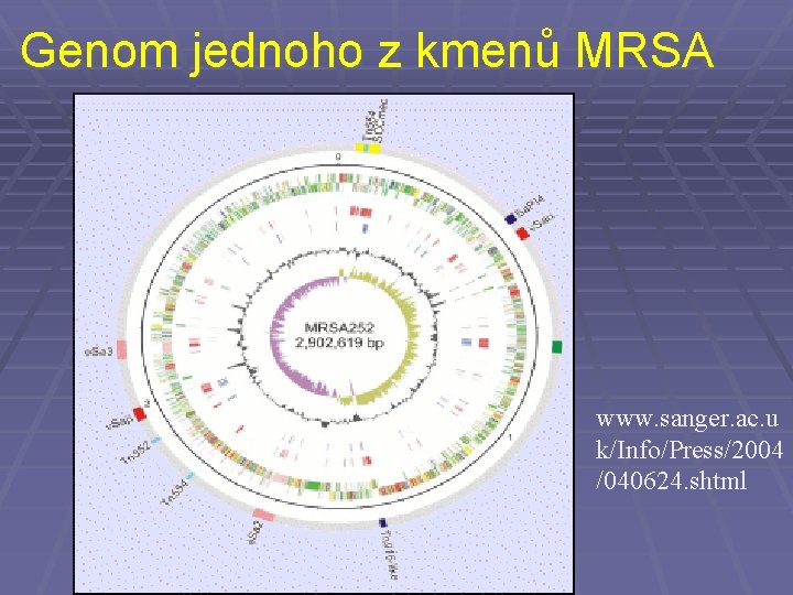 Genom jednoho z kmenů MRSA www. sanger. ac. u k/Info/Press/2004 /040624. shtml 