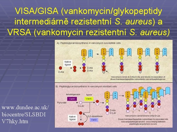 VISA/GISA (vankomycin/glykopeptidy intermediárně rezistentní S. aureus) a VRSA (vankomycin rezistentní S. aureus) www. dundee.