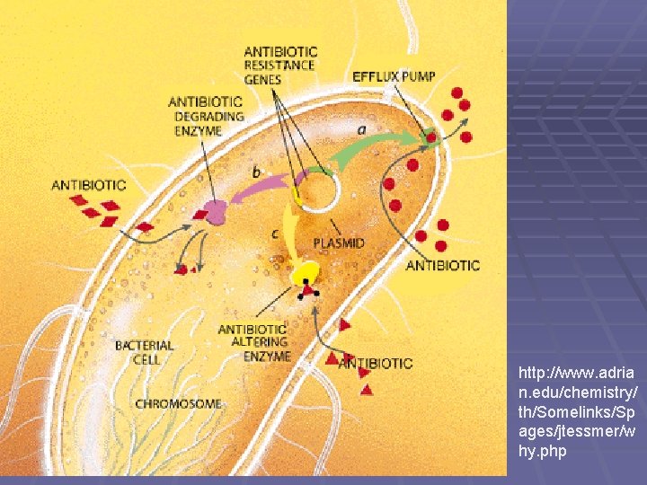 http: //www. adria n. edu/chemistry/ th/Somelinks/Sp ages/jtessmer/w hy. php 