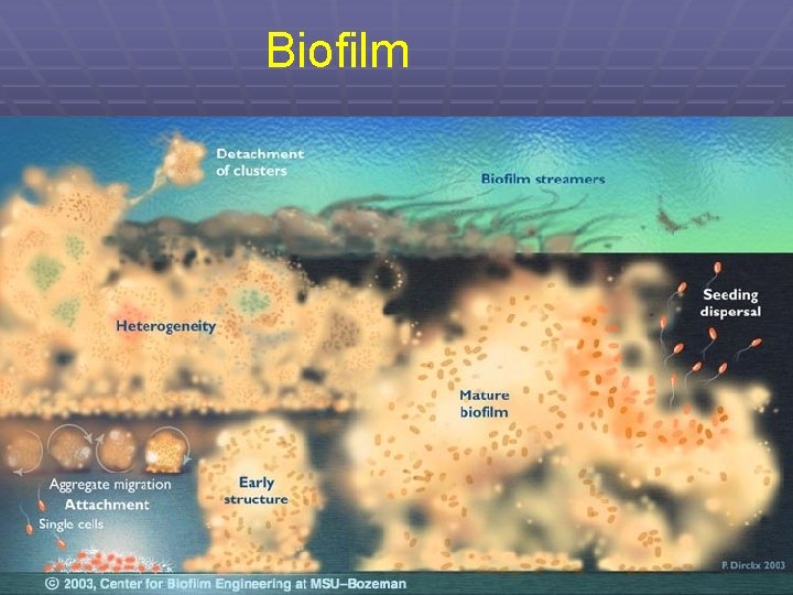 Biofilm 