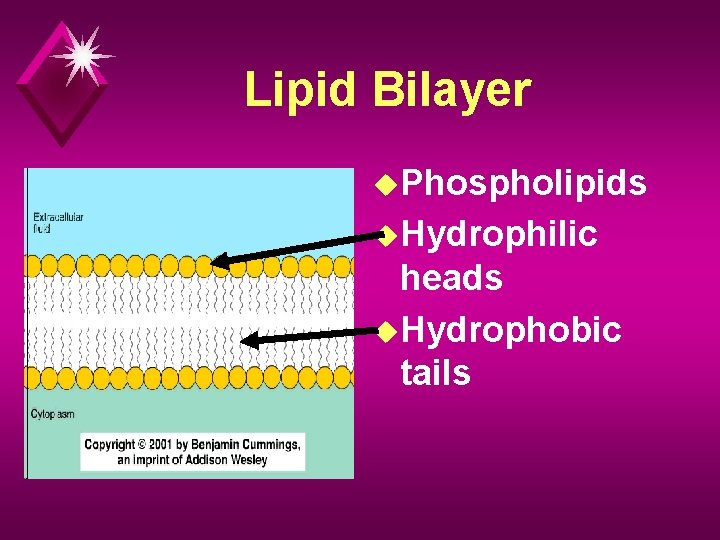 Lipid Bilayer u. Phospholipids u. Hydrophilic heads u. Hydrophobic tails 